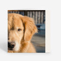 Personalised Christmas Cards from the Dog