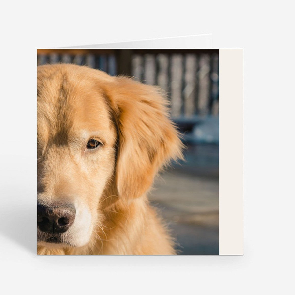 Personalised Christmas Cards from the Dog
